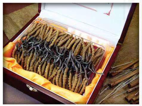 延吉冬虫夏草回收